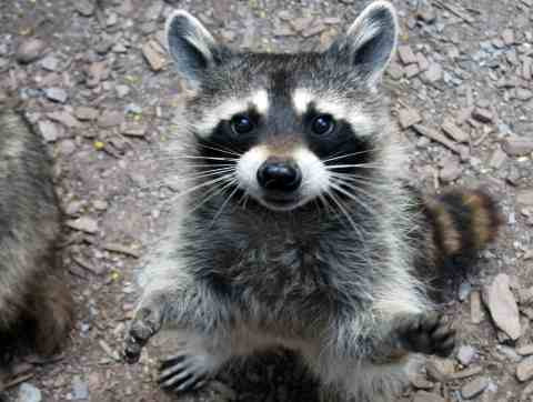 Waschbär